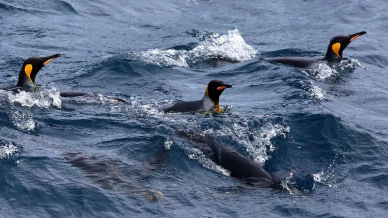 US commerce secretary, Lutnick defends tariffs on remote island with nothing but penguins and seals