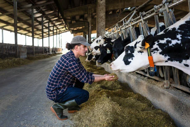 Trump voters in Vermont didn’t expect the ICE raids to hit home—now they’re stuck milking cows at 4am with no help in sight Trump voters in Vermont didn’t expect the ICE raids to hit home—now they’re stuck milking cows at 4am with no help in sight
