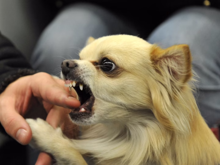 B.C. tribunal rules dogs are allowed one free bite before owners are liable, denies woman’s $5,000 injury claim