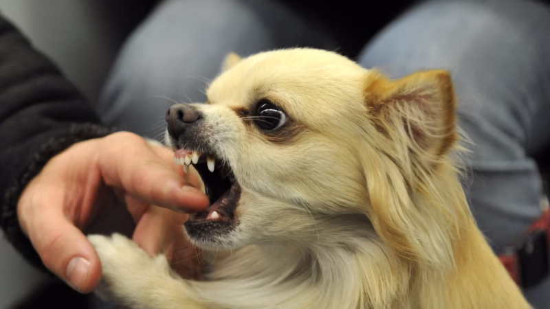 B.C. tribunal rules dogs are allowed one free bite before owners are liable, denies woman’s $5,000 injury claim