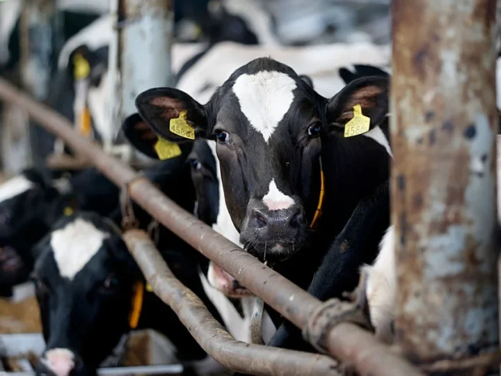 Trump voters in Vermont didn’t expect the ICE raids to hit home—now they’re stuck milking cows at 4am with no help in sight