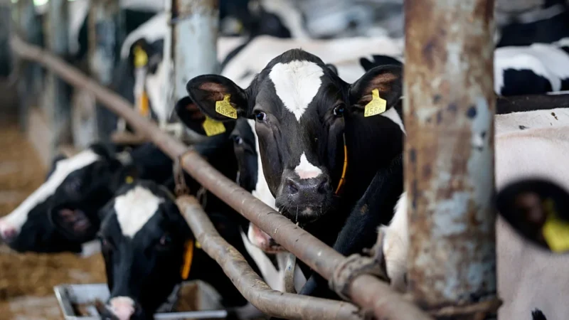 Trump voters in Vermont didn’t expect the ICE raids to hit home—now they’re stuck milking cows at 4am with no help in sight