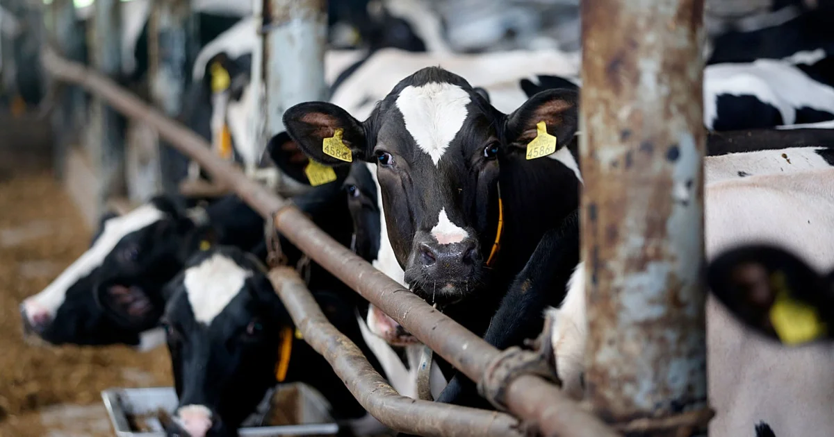 Trump voters in Vermont didn’t expect the ICE raids to hit home—now they’re stuck milking cows at 4am with no help in sight Trump voters in Vermont didn’t expect the ICE raids to hit home—now they’re stuck milking cows at 4am with no help in sight