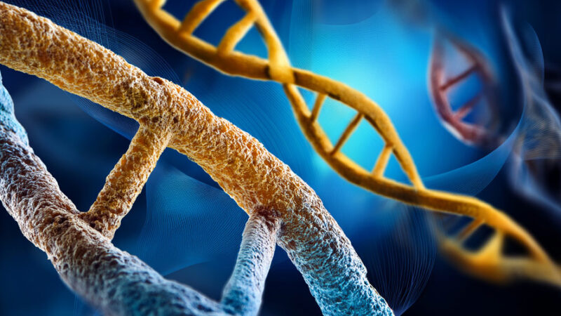 New Study: CRISPR successfully removes extra chromosome in Down syndrome cells, restoring healthy cell function