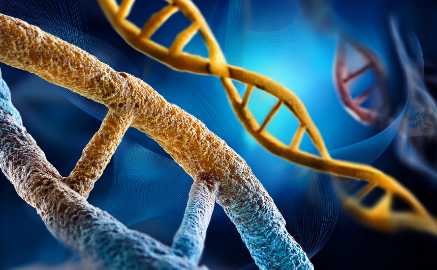 New Study: CRISPR successfully removes extra chromosome in Down syndrome cells, restoring healthy cell function New Study: CRISPR successfully removes extra chromosome in Down syndrome cells, restoring healthy cell function